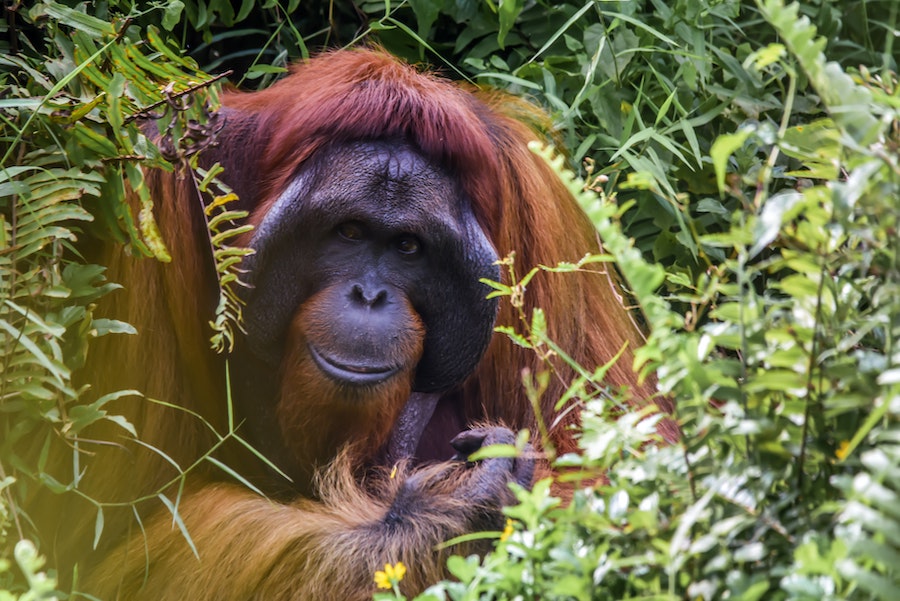 Orangutan in the rainforest