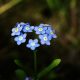 Forget me nots in the shape of a heart