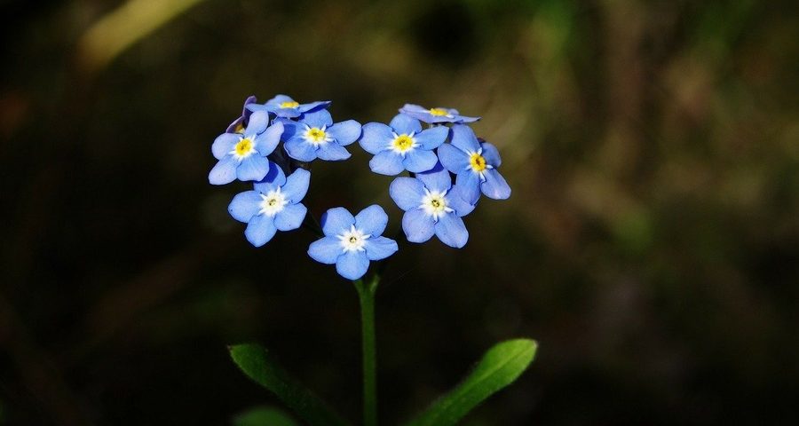 Forget me nots in the shape of a heart