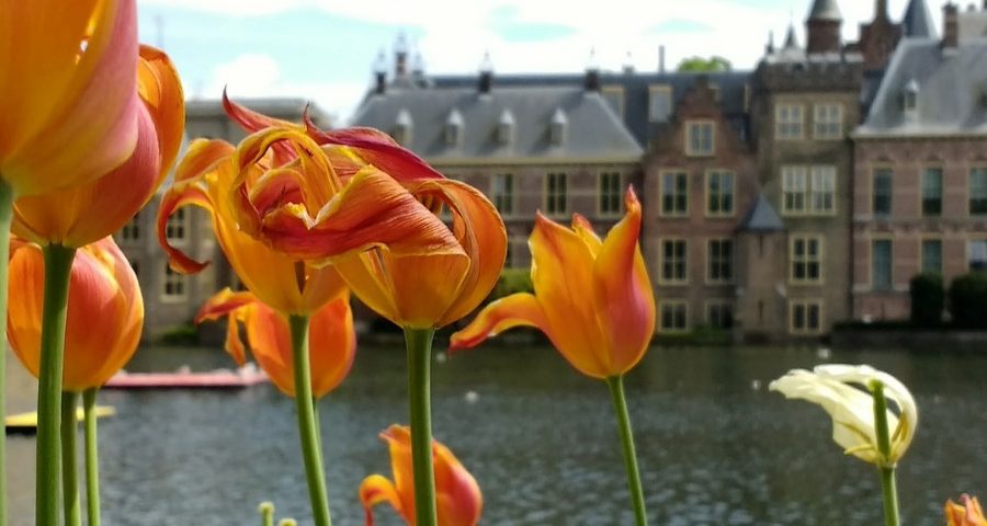 Tulips in front of the Netherlands parliament