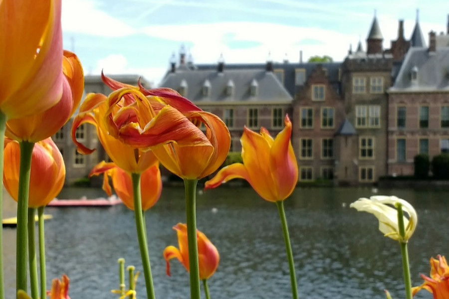 Tulips in front of the Netherlands parliament
