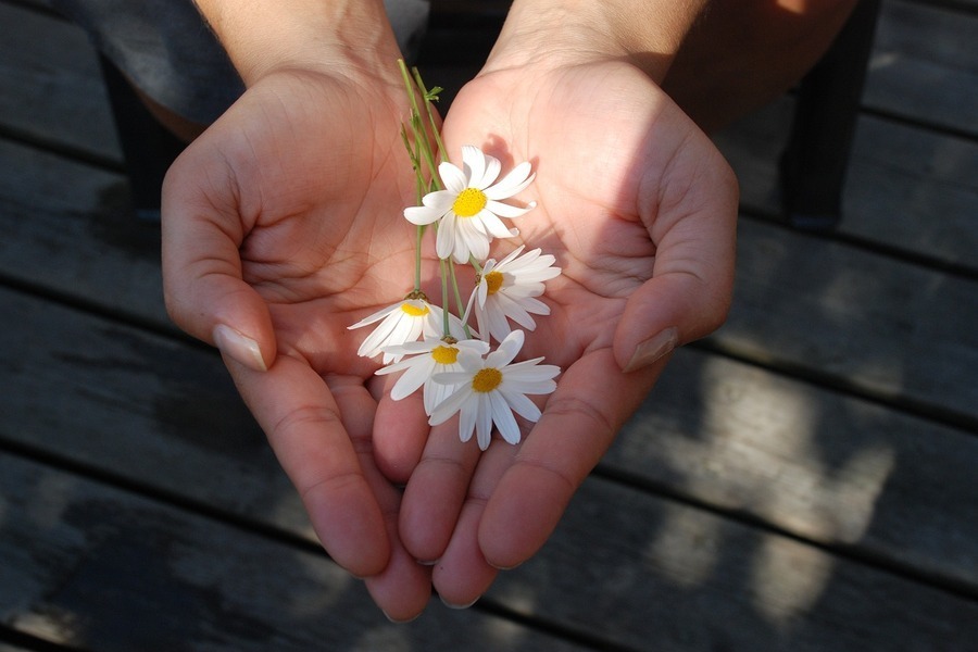 Open hands held out with daisies.