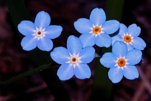 forget-me-nots against a dark background by 631372 on pexels