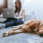 A woman works on her laptop on a bed while her dog - a golden retriever - sleeps. By Bruno Cervera on Unsplash