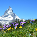 A swiss mountain with flowers in the foreground