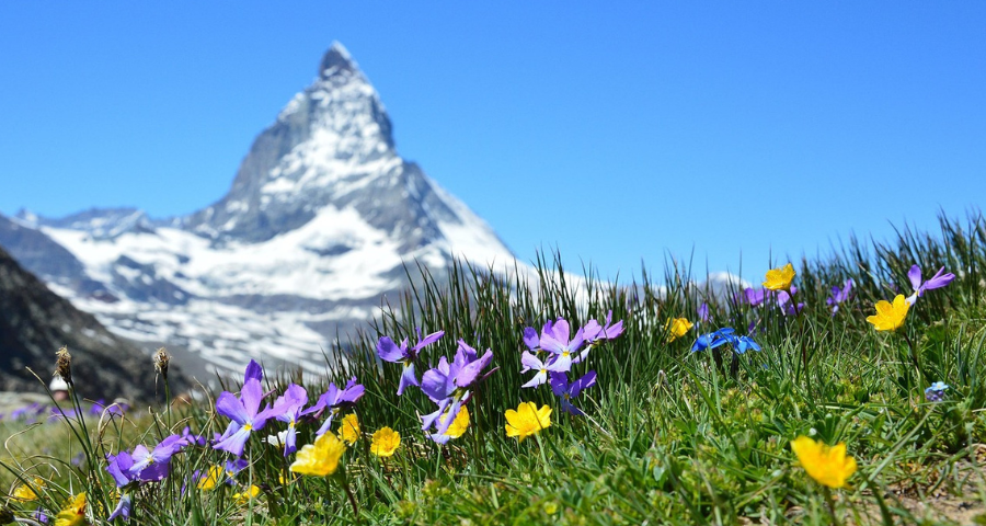 A swiss mountain with flowers in the foreground