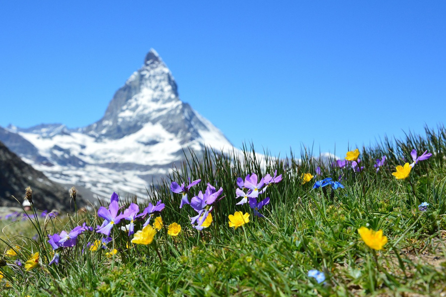 A swiss mountain with flowers in the foreground